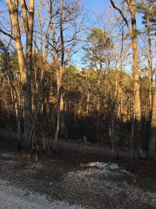 IMG_4568.JPG